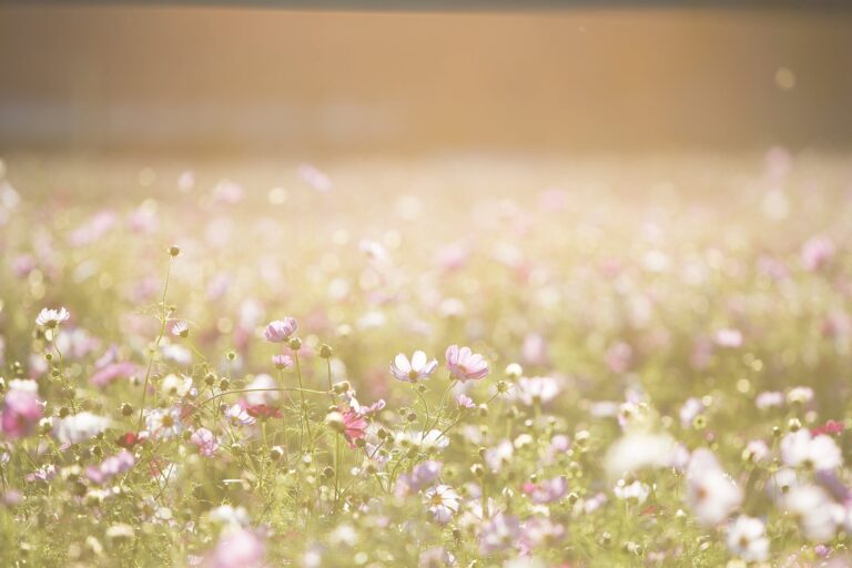 Can I plant sedum in the fall - Pink and Purple Flower Field