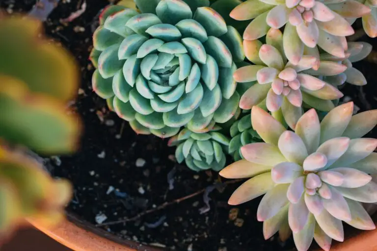 Can I propagate sedums? Succulent plants growing in flowerpot