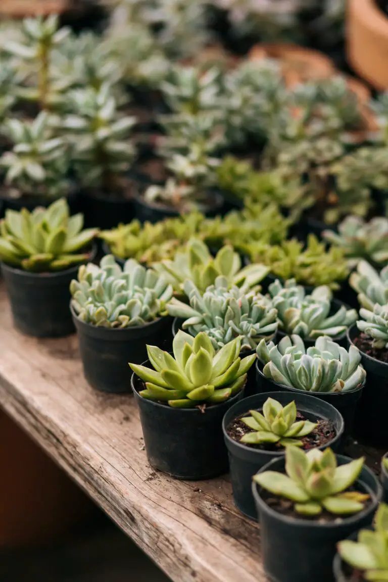 Can I transplant sedum in fall - Succulent Plants in Pots preparing for transplantation