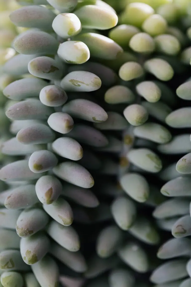 Can I transplant sedum now - Green branches of succulent growing in garden