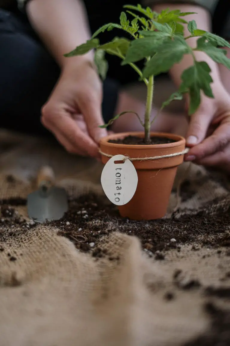 Can sedum grow in clay soil - Optimizing Tips