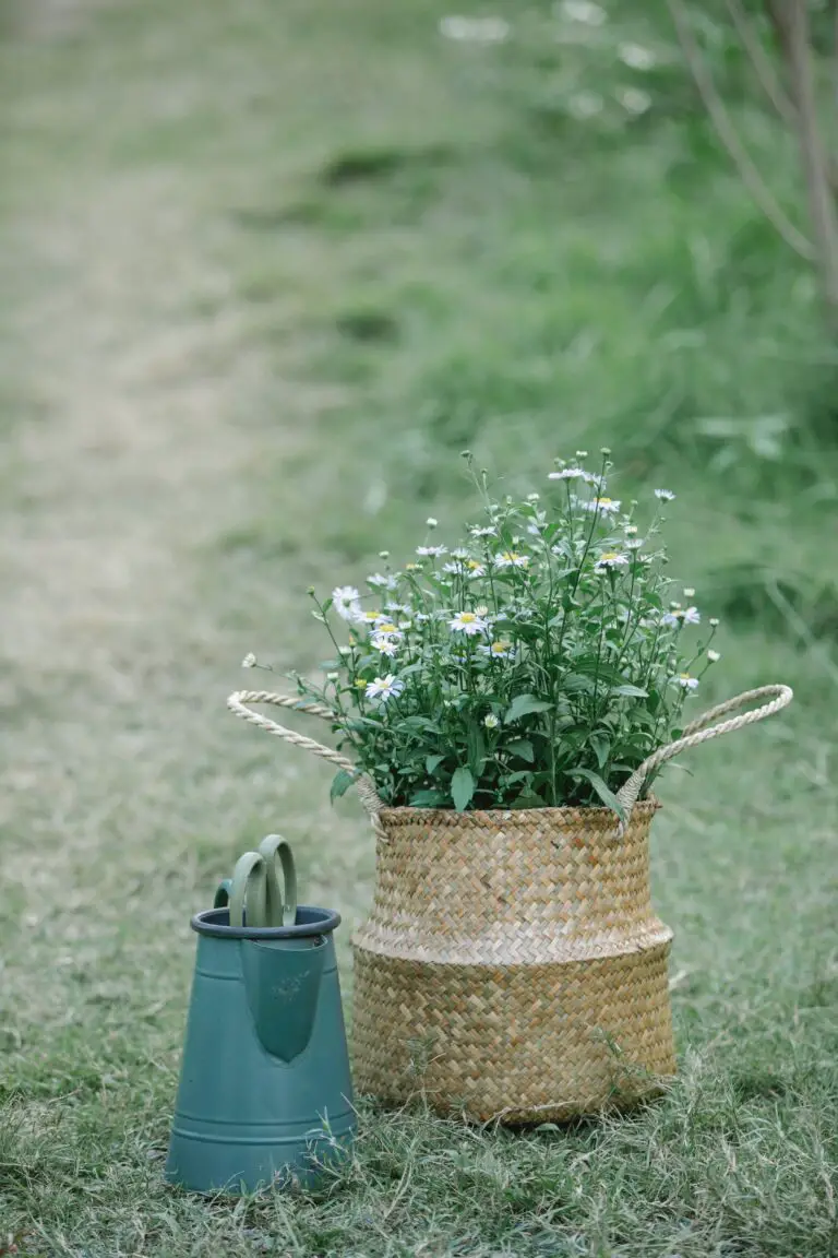 Can sedum grow in mulch with blooming flowers near watering can