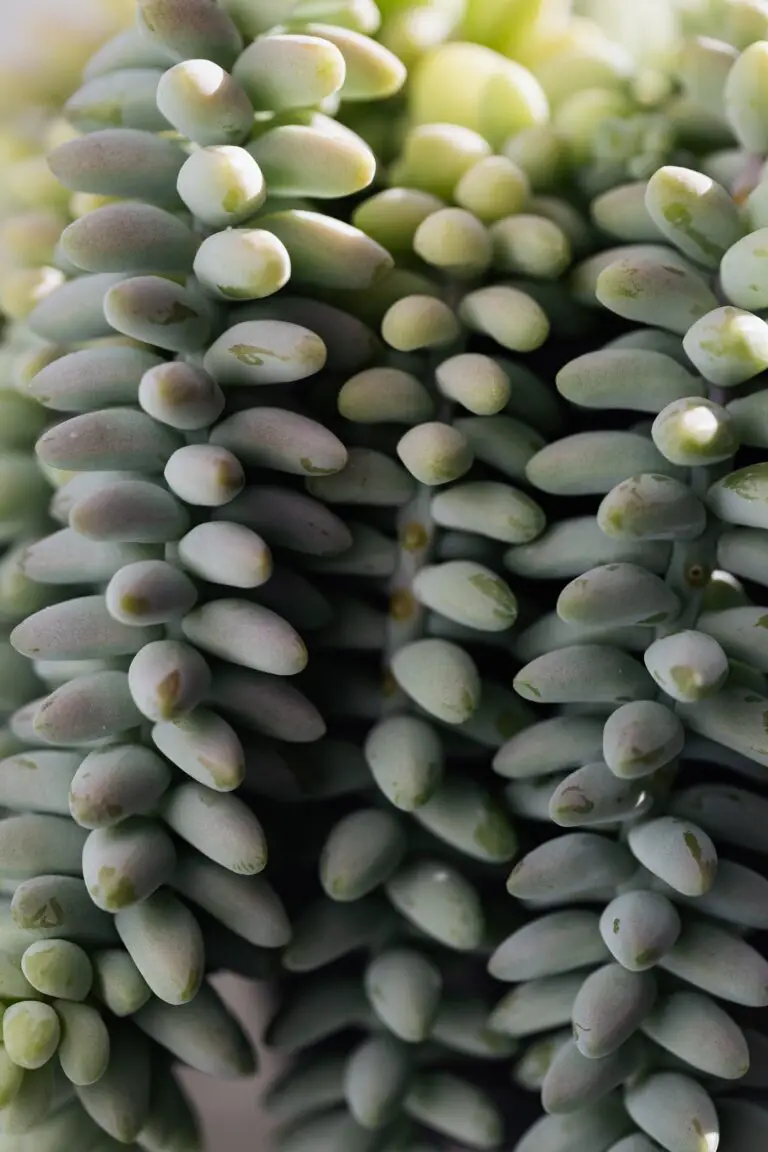 Can sedum grow indoors - Beautiful closeup background of sedum morganianum called also Donkey tail home plant