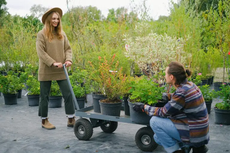 Care of Crassula plants - gardeners with verdant plants