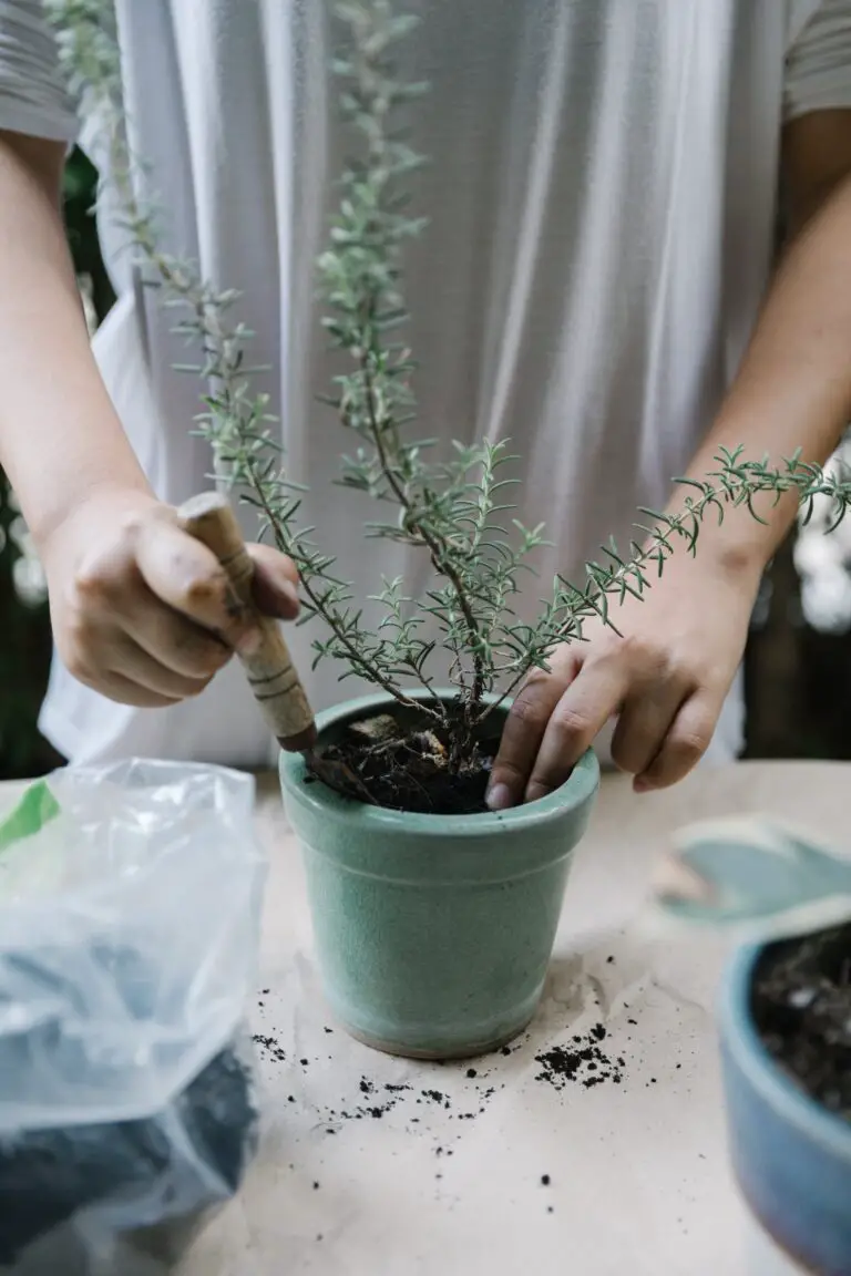 Care techniques for watering sedum to maintain garden health