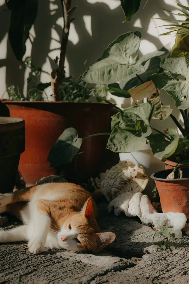 Cat laying between sedum flower pots, exploring the safety of plant interaction for feline friends