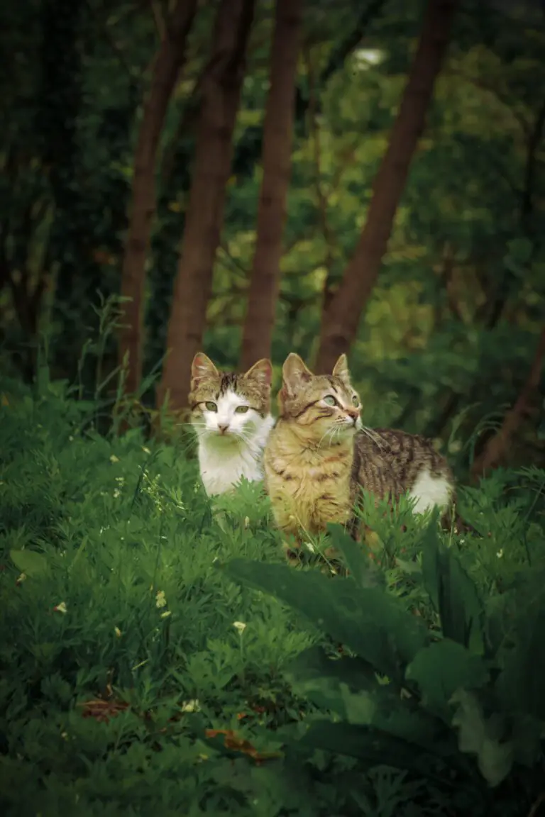 Cats among sedum plants, demonstrating the importance of preventing cats' access to toxic foliage