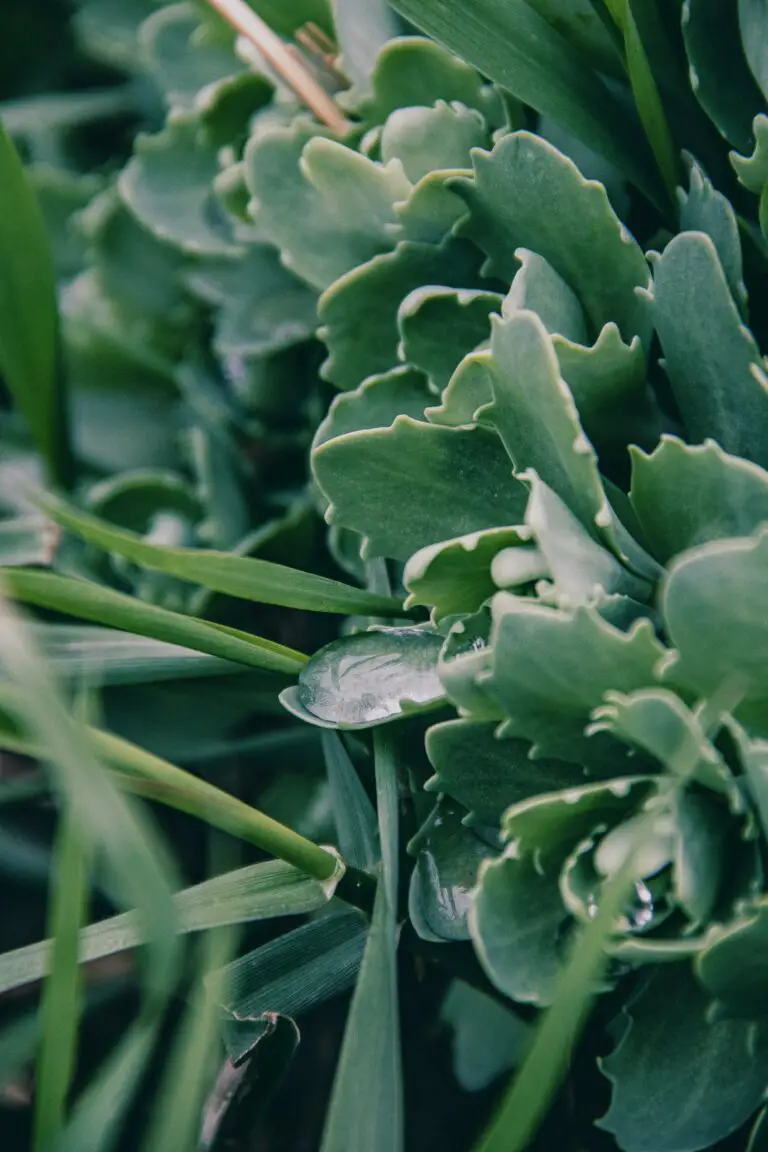 Close-up of Sedum Telephium with potential to become invasive