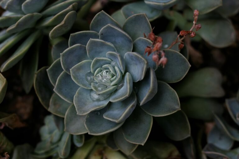 Close-up of a Sedum Plant with water droplets, sedum how often to water