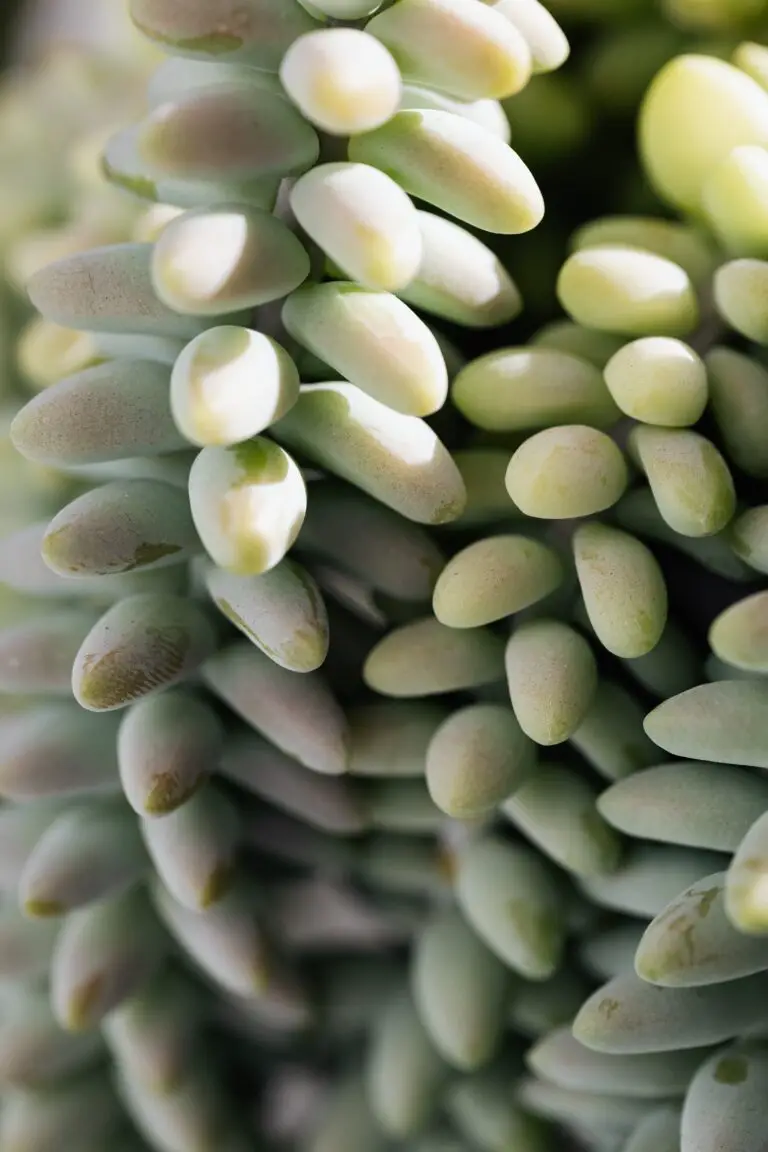 Closeup of sedum morganianum, are sedums succulents, growing in a sustainable garden