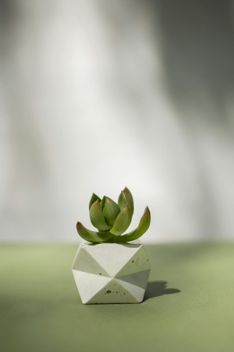 Crassula Jade plant propagation with a healthy plant in a white symmetrical pot