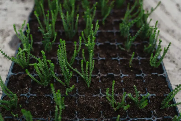 Crassula Muscosa seedlings demonstrating the beauty and variety of Crassula plants, which raises the question: is crassula poisonous to humans?