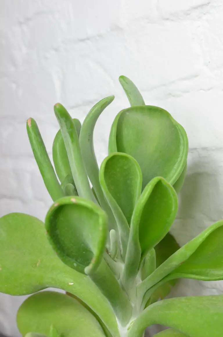 Crassula plant near me with wavy leaves on white background