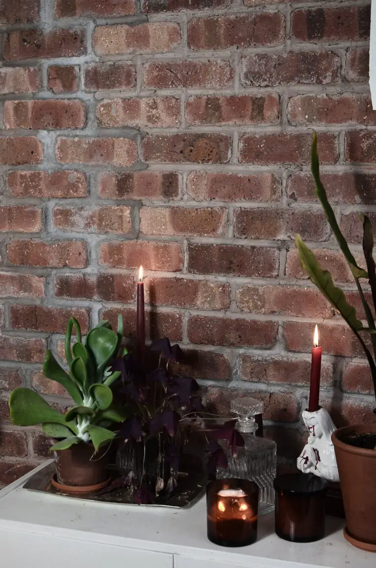 Crassula plant placed strategically in a beautifully decorated home room