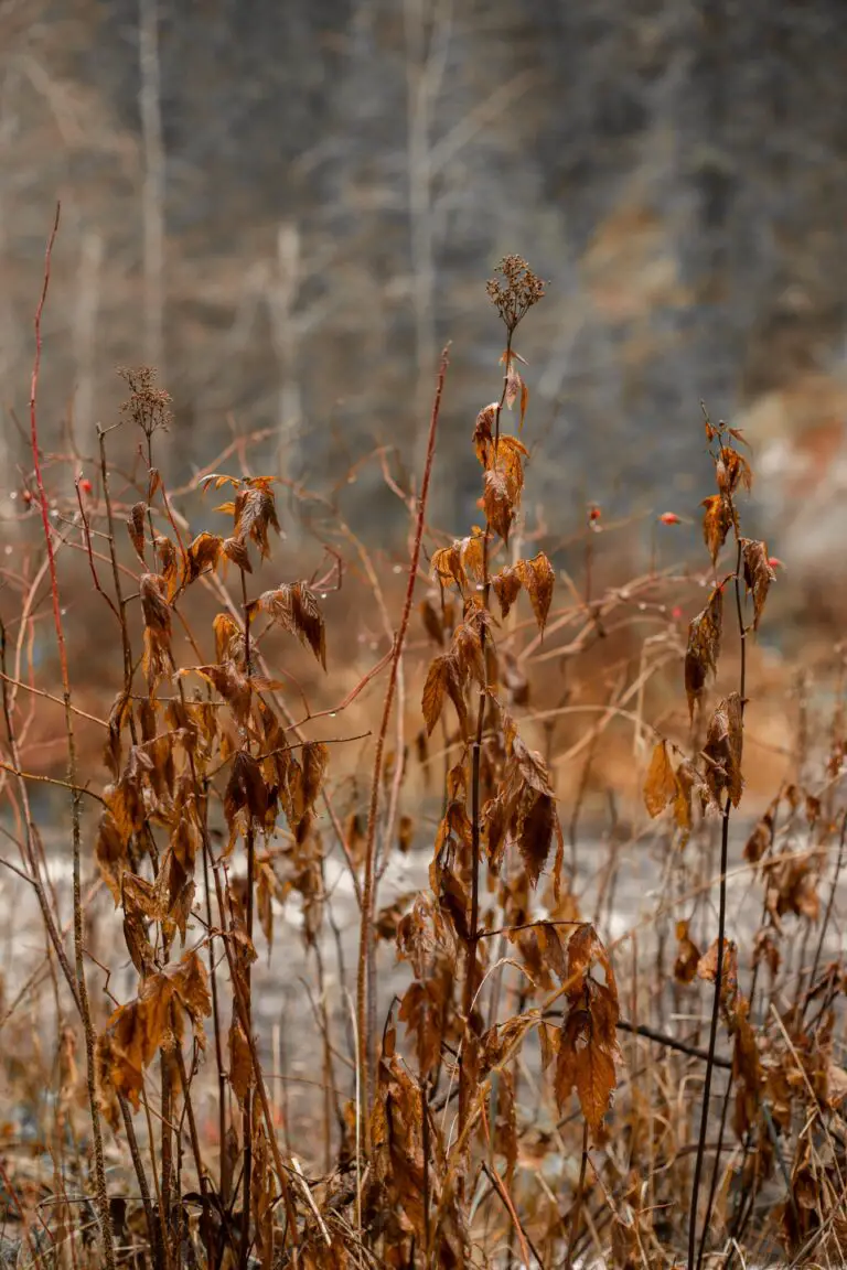 Crassula plant with brown leaves, indicating the need for revival