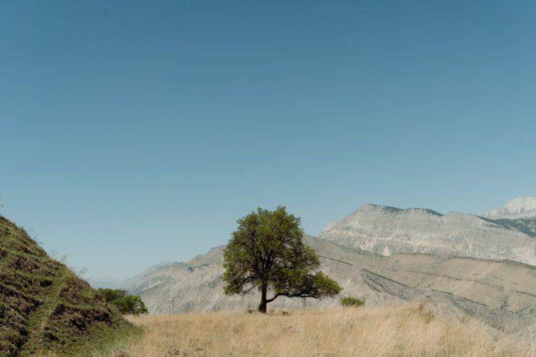 Crassula tree on hill in Dagestan, Russia