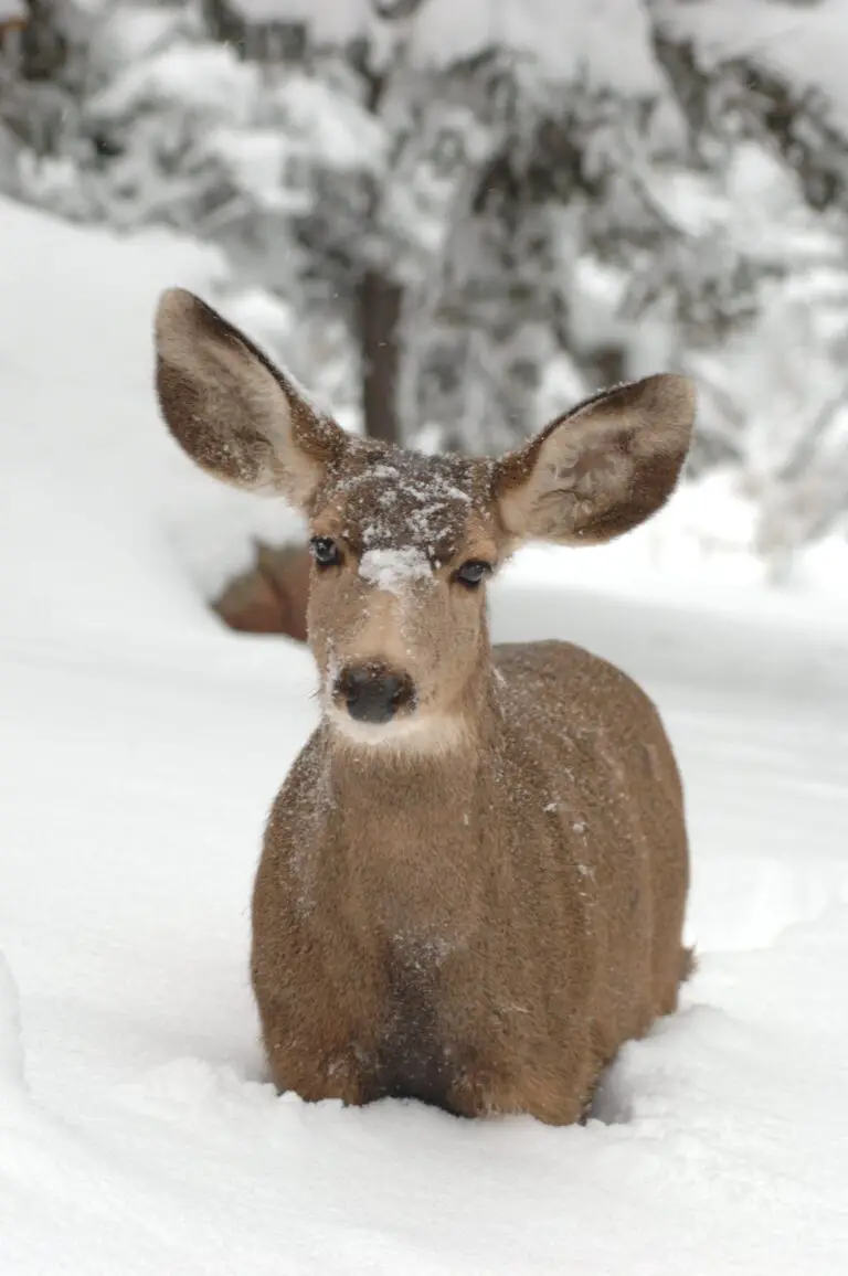 Deer-resistant Sedum Varieties in Snow Field