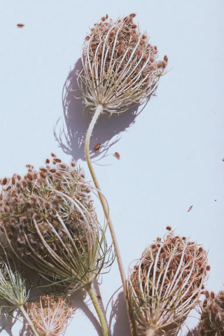 Detailed method on how to dry sedum