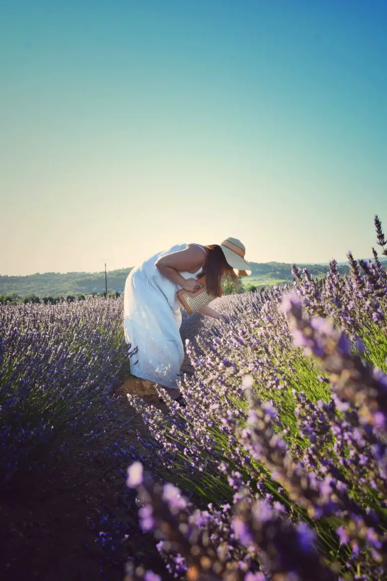 Dividing sedum in summer - Woman in White Shirt and Brown Sun Hat Standing on Purple Flower Field