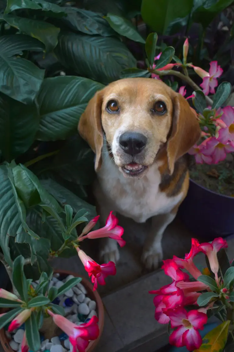 Dog-friendly garden plants safe for pets including dogs