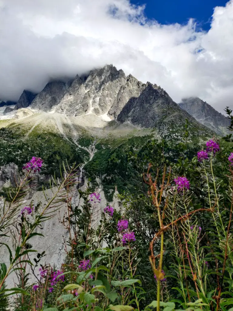 Flowers and mountains, an example of high sedimentation biodiversity