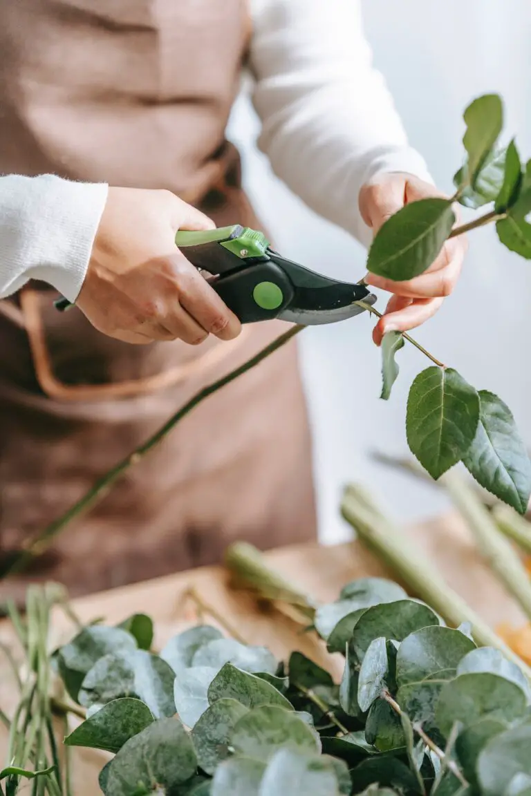 Gardener caring for crassula plant, showcasing why is my crassula drooping