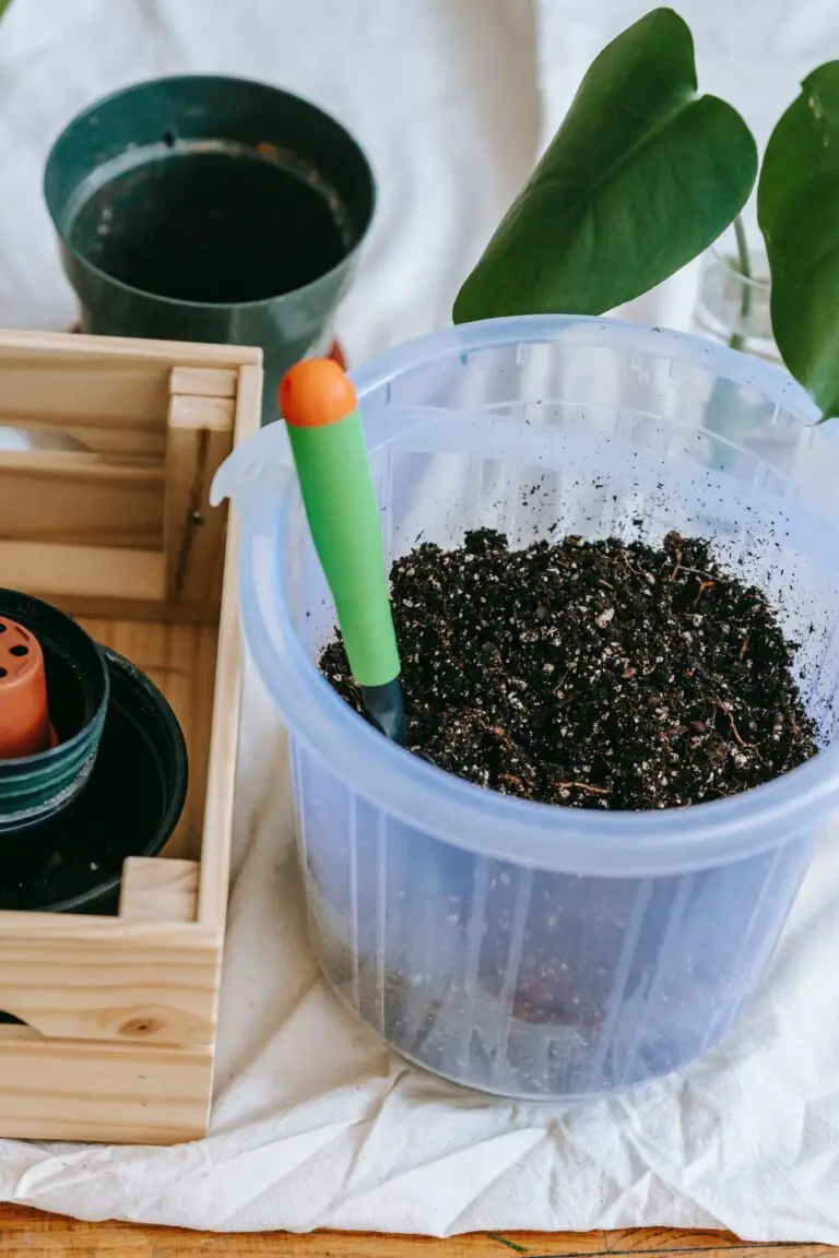 Ideal indoor sedum soil and container