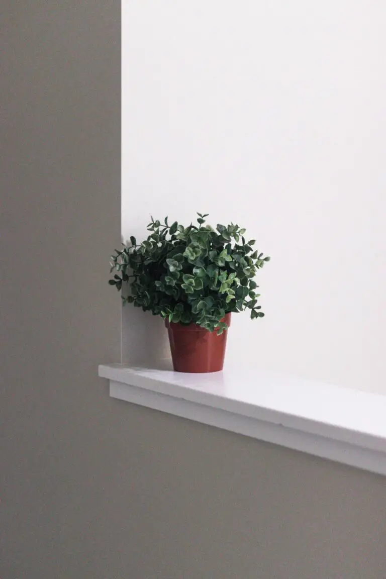 Indoor Sedum Plant Adding Charm to Home Decor