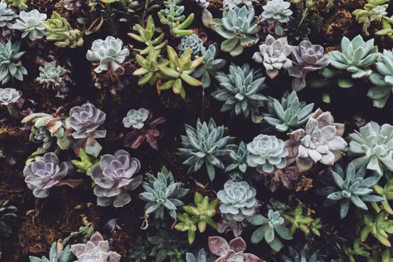 Indoor sedum variety thriving in a pot