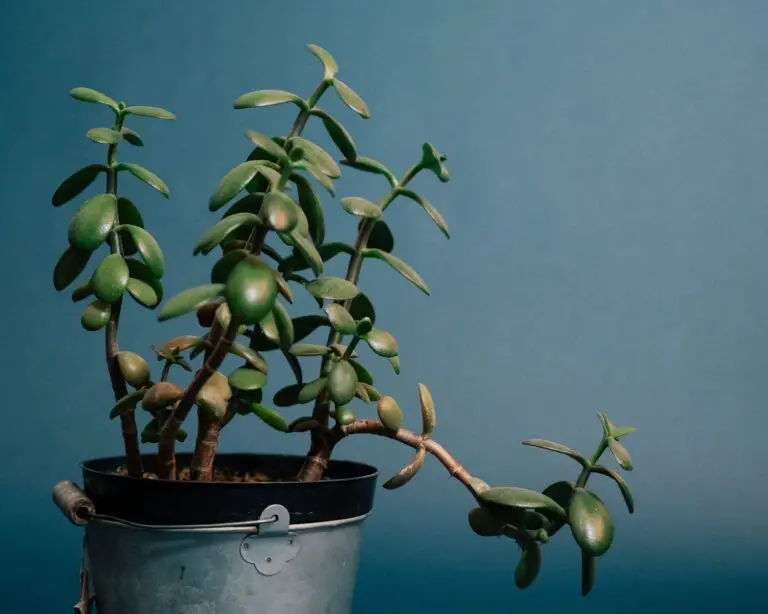 Jade Crassula battling pests and diseases