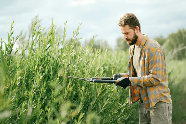 Man trimming sedum plants, avoiding common mistakes