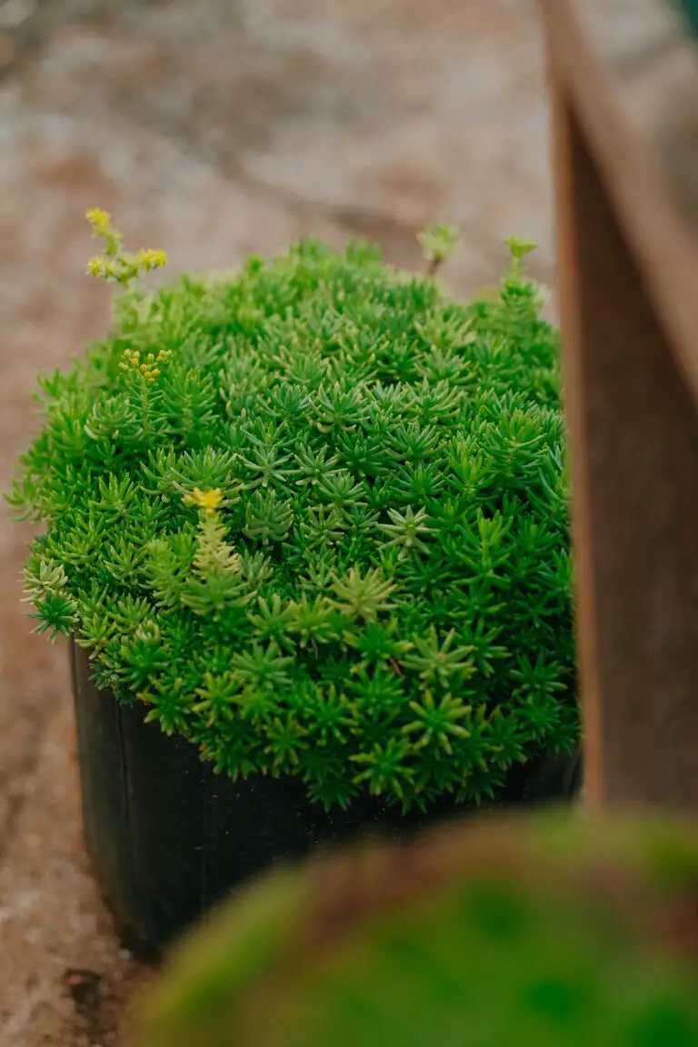 Mulching sedum plants for vibrant garden accents