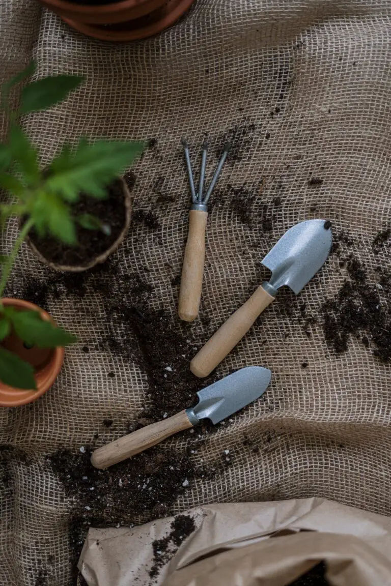 Potted sedum in the company of gardening tools