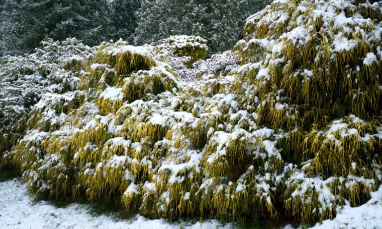 Preparing sedum plants for winter after pruning