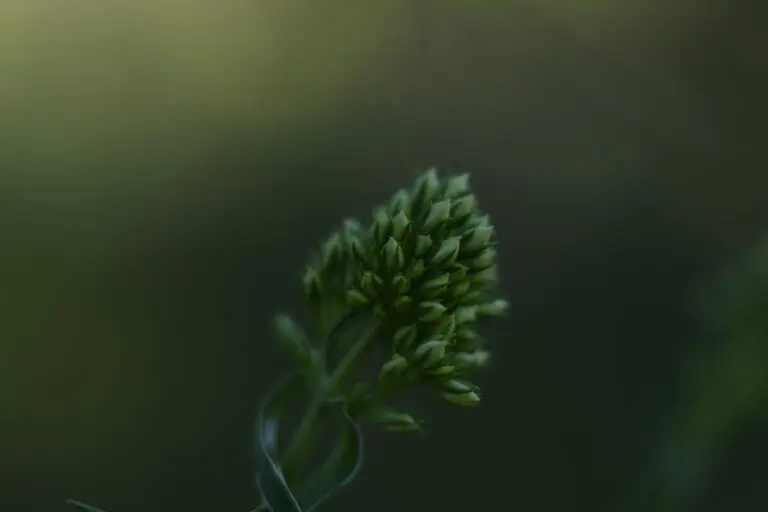 Propagating sedum using cuttings