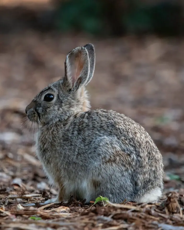 Rabbit-Resistant Sedum Varieties