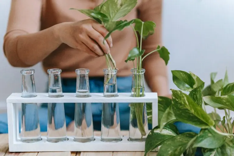 Rooting sedum in water with anonymous woman planting sprout