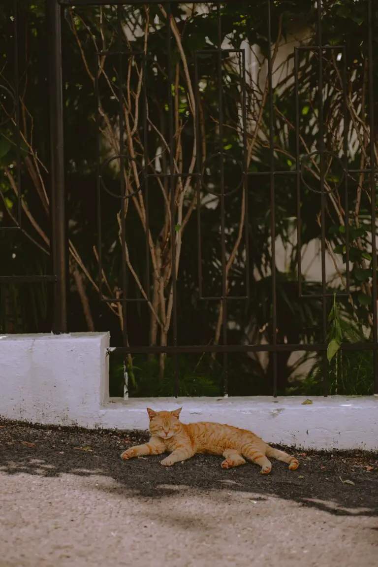 Safe plants for cats - Orange Tabby Cat Lying on Ground