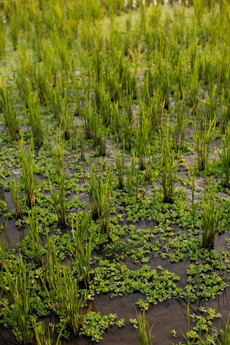 Sedum growing in water