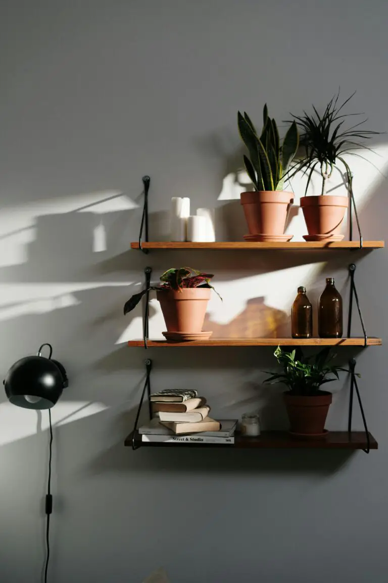 Sedum how much water - Green Potted Plant on Brown Wooden Shelf