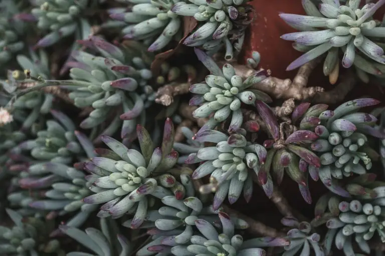 Sedum how to grow - exotic blue stonecrop succulent in pot