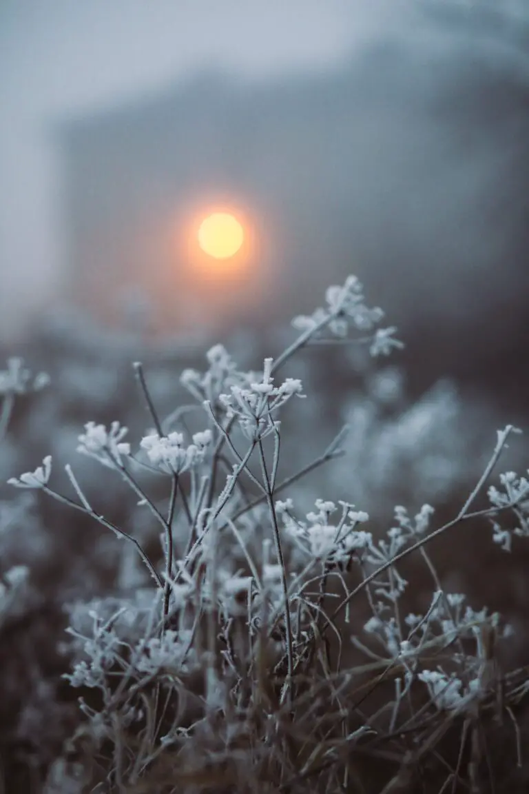 Sedum plant can sedum survive frost