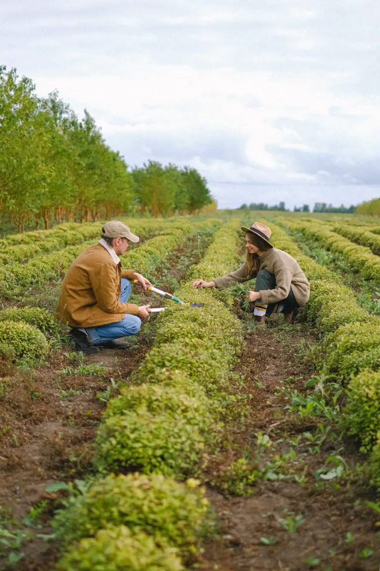 Sedum plant care tips post-planting