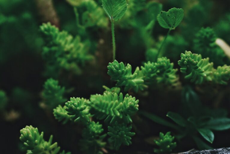 Sedum plant close-up, showcasing the pronunciation keyword sedum