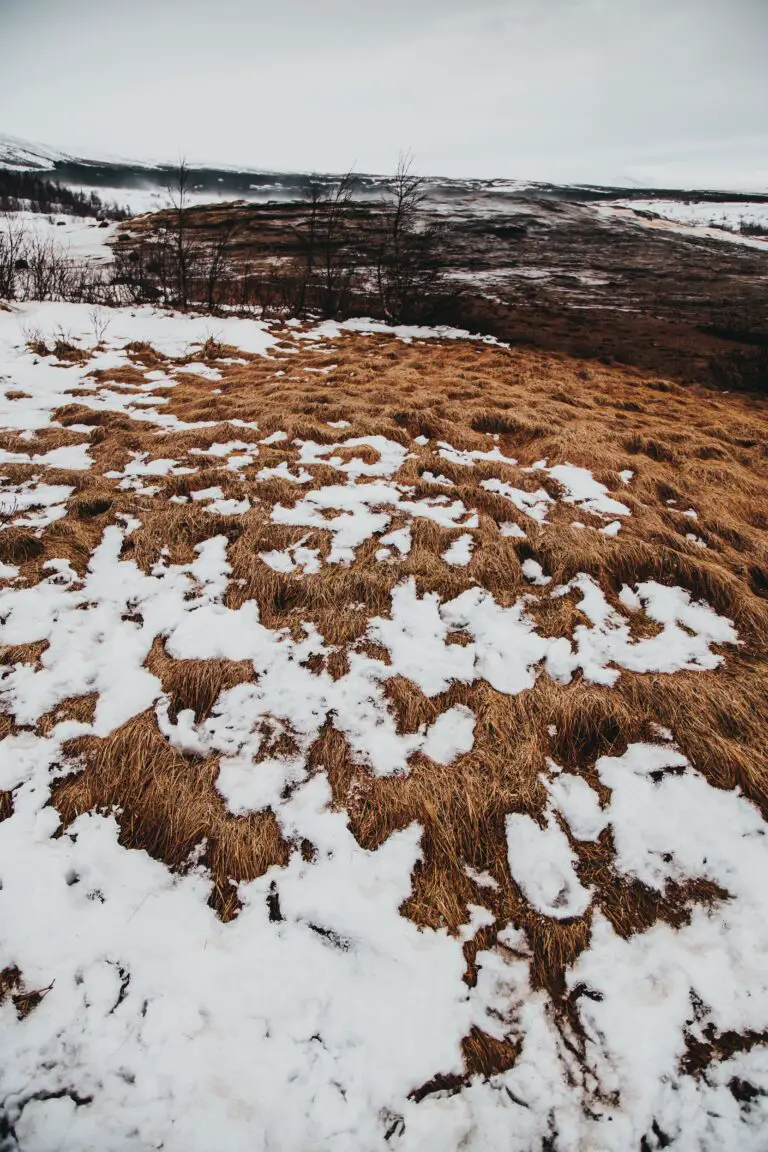 Sedum plant covered with snow on a cloudy winter day, demonstrating frost resilience