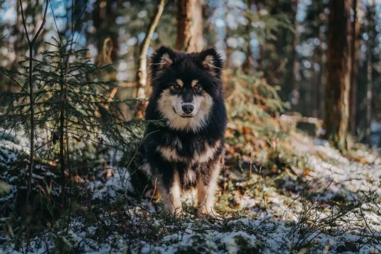 Sedum plant poisoning symptoms in dogs, with a concerned Black and Brown Dog on Forest background