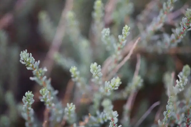 Sedum plant varieties, are they poisonous to dogs?