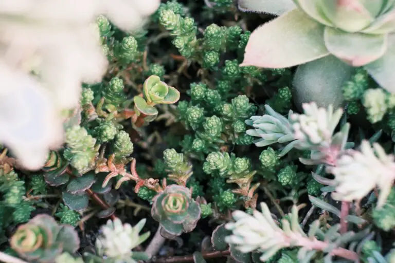 Sedum plants being divided for propagation