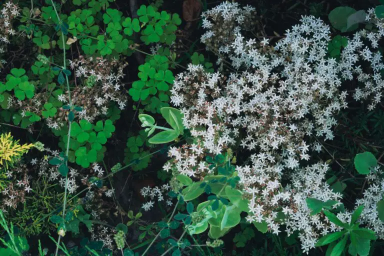 Sedum plants flourishing, showcasing how big they can grow