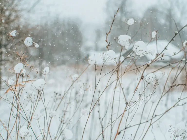 Sedum plants with snow on stems accenting the beauty of winter